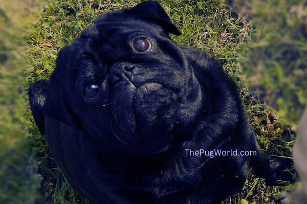 black pug dog