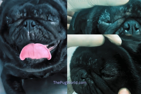 pug eyes pop out