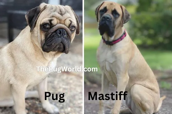 mastiff pug mix