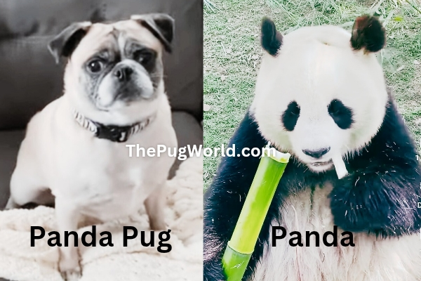what is a panda pug