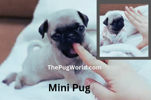 mini pug