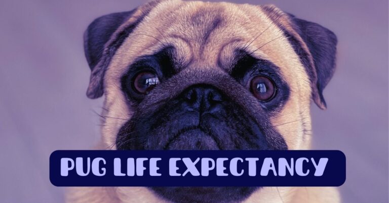 pug life expectancy