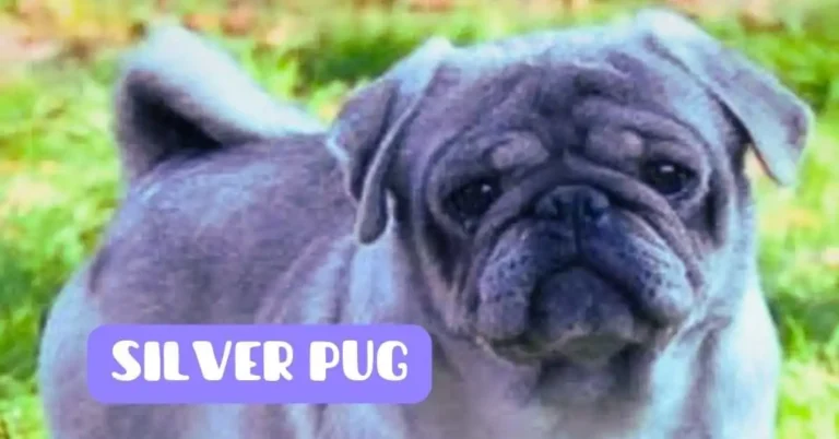 silver pug