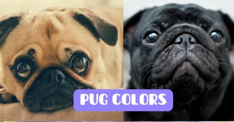 Shades of Pug : Exploring The Rainbow of Pug Colors - The Pug World