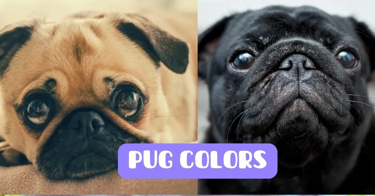 pug colors