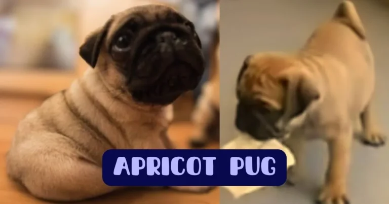 apricot pug