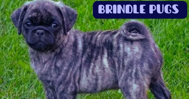 brindle pugs