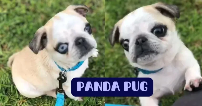 panda pug