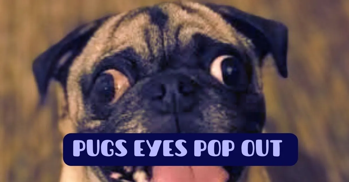 pugs eyes pop out