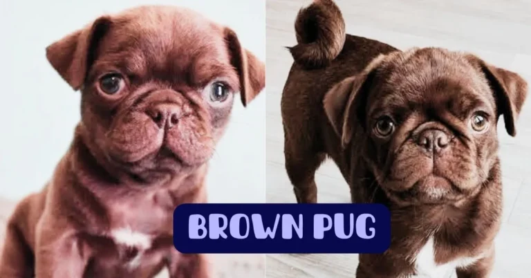 brown pug