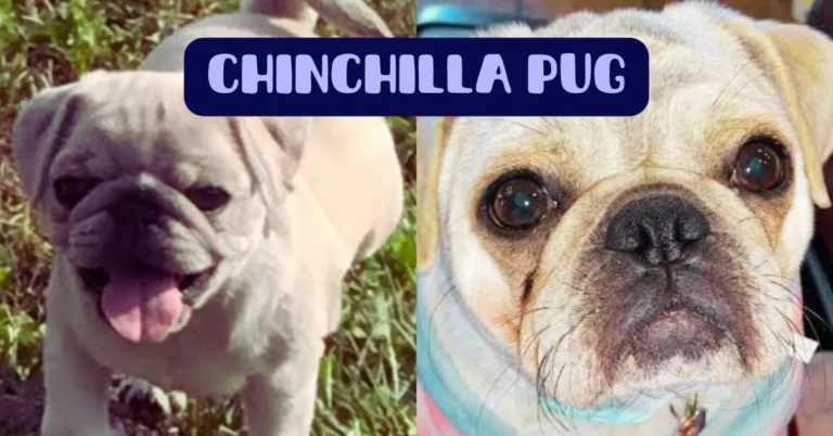 chinchilla pug