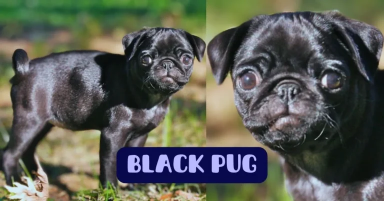 black pug