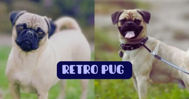 Meet the Retro Pug: Your New Favorite Companion - The Pug World