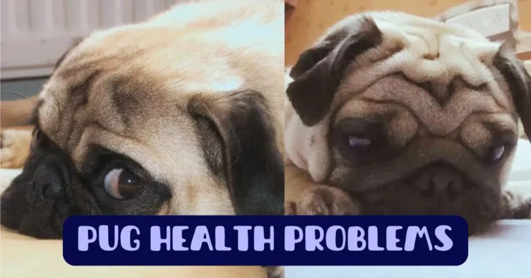 pug health problems