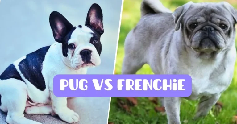 pug vs frenchie