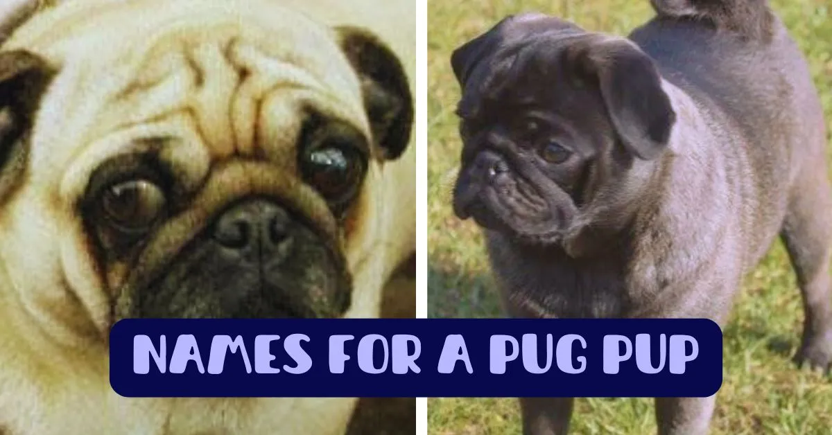 names for a pug pup