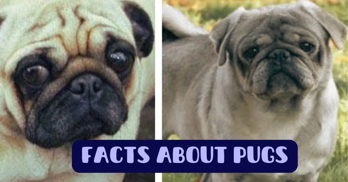 facts about pugs