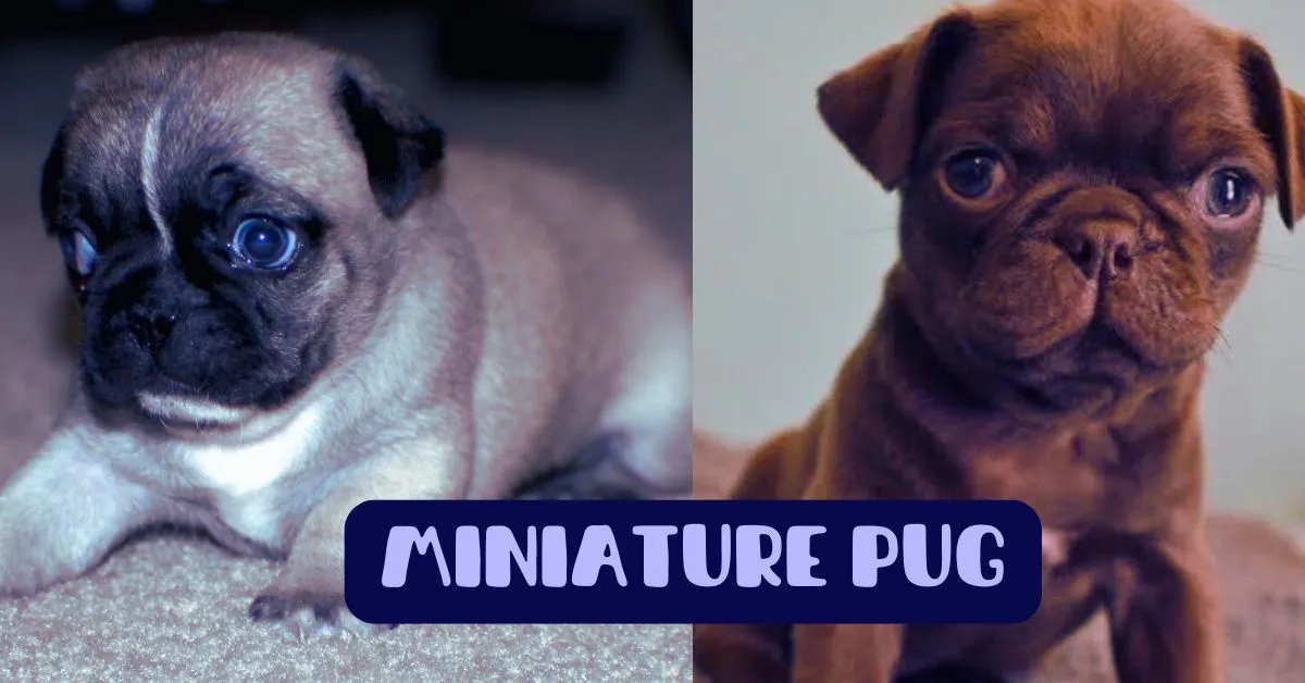 Home The Pug World