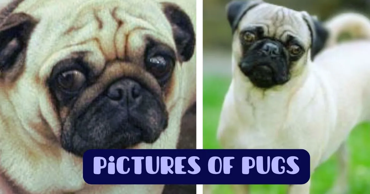 pictures of pugs