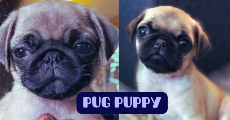 pug puppy
